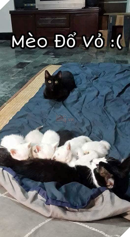 Tổng hợp những thể loại mèo lạ đang lấn chiếm hành tinh này 10