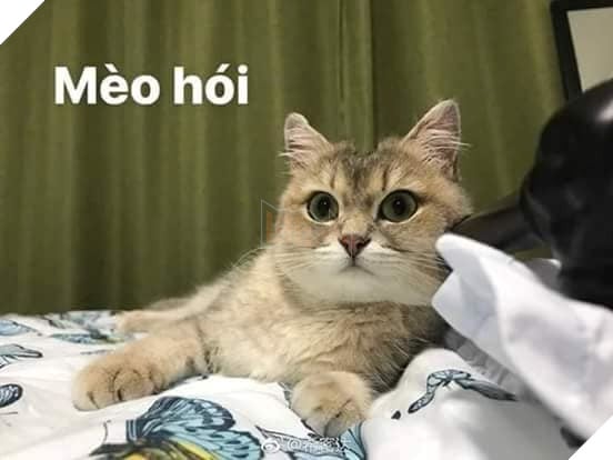 Tổng hợp những thể loại mèo lạ đang lấn chiếm hành tinh này 11