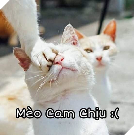 Tổng hợp những thể loại mèo lạ đang lấn chiếm hành tinh này 13