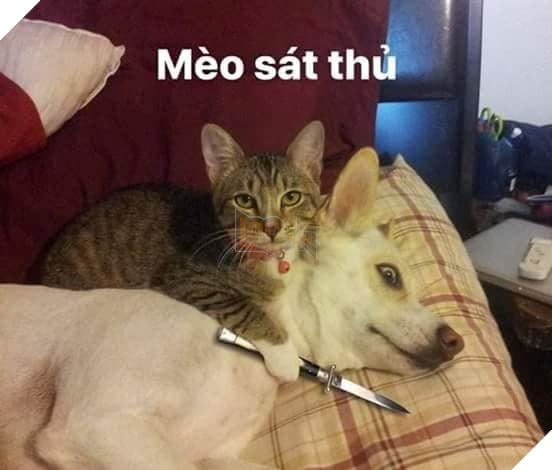 Tổng hợp những thể loại mèo lạ đang lấn chiếm hành tinh này 14