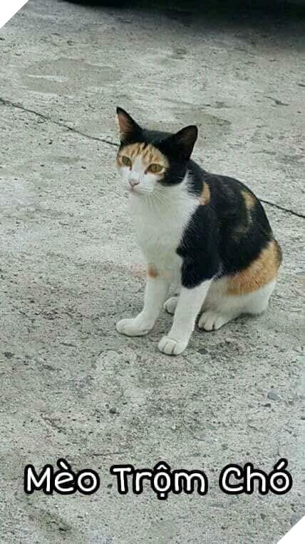 Tổng hợp những thể loại mèo lạ đang lấn chiếm hành tinh này 15