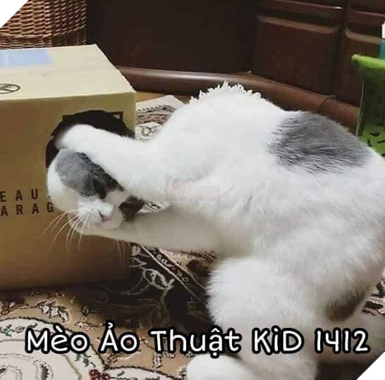 Tổng hợp những thể loại mèo lạ đang lấn chiếm hành tinh này 18