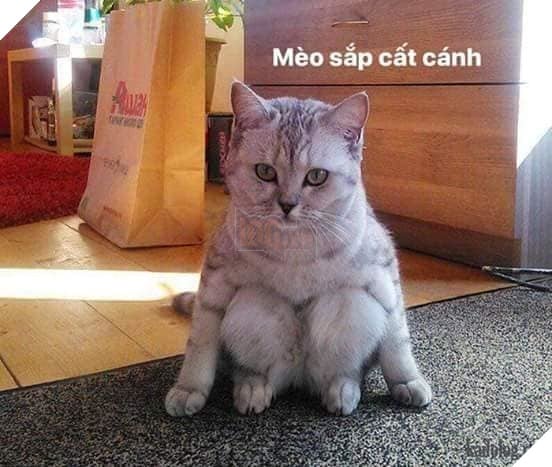 Tổng hợp những thể loại mèo lạ đang lấn chiếm hành tinh này 21