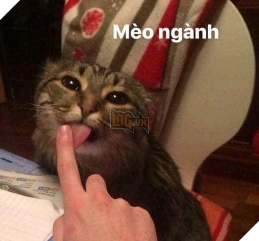 Tổng hợp những thể loại mèo lạ đang lấn chiếm hành tinh này 23