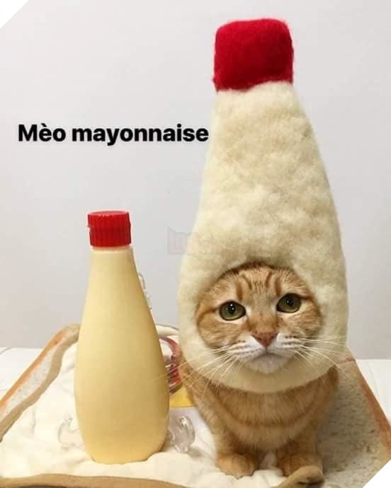 Tổng hợp những thể loại mèo lạ đang lấn chiếm hành tinh này 24