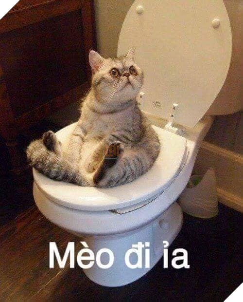 Tổng hợp những thể loại mèo lạ đang lấn chiếm hành tinh này 25