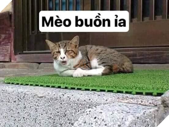 Tổng hợp những thể loại mèo lạ đang lấn chiếm hành tinh này 29