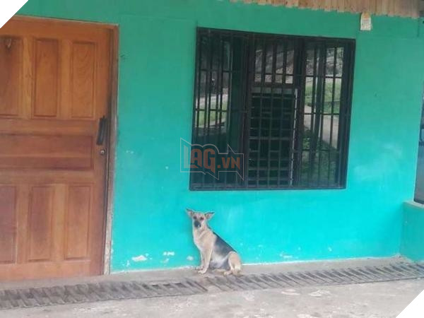 Xót xa cô chó ‘bụng mang dạ chửa’ bị bỏ rơi vẫn ngày đêm chờ chủ quay về