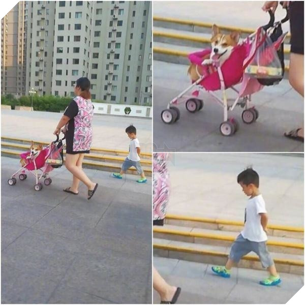 Nhà có thêm boss, ‘sen’ từ con đẻ bỗng thành… con ghẻ 10