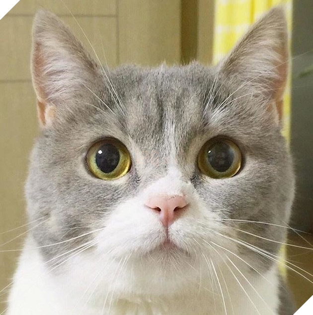 Hoàng thượng mèo đẹp hoàn hảo không góc chết, sen nhìn chỉ muốn gục ngã ngay! 2