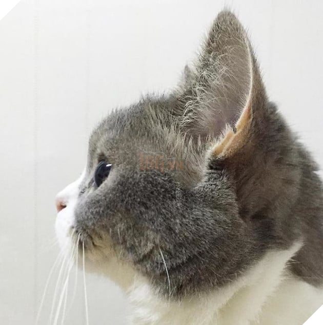 Hoàng thượng mèo đẹp hoàn hảo không góc chết, sen nhìn chỉ muốn gục ngã ngay! 3