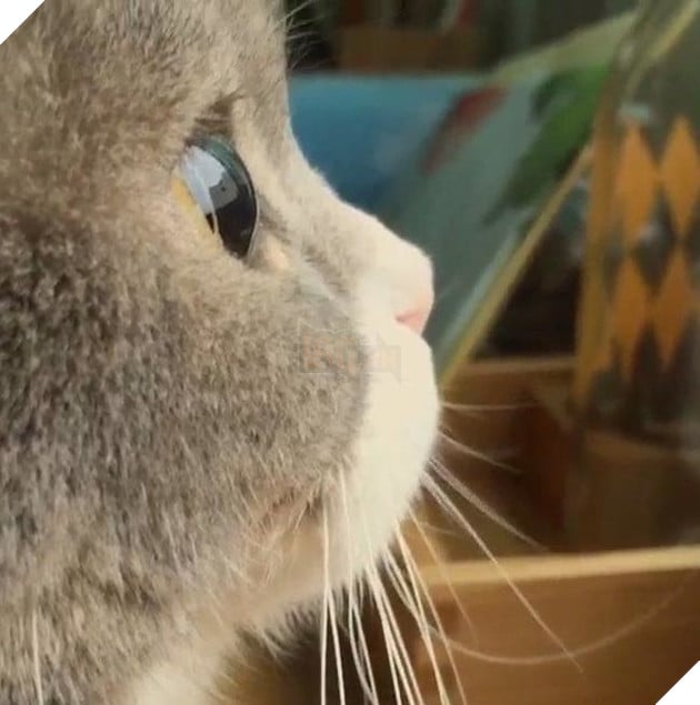 Hoàng thượng mèo đẹp hoàn hảo không góc chết, sen nhìn chỉ muốn gục ngã ngay! 4