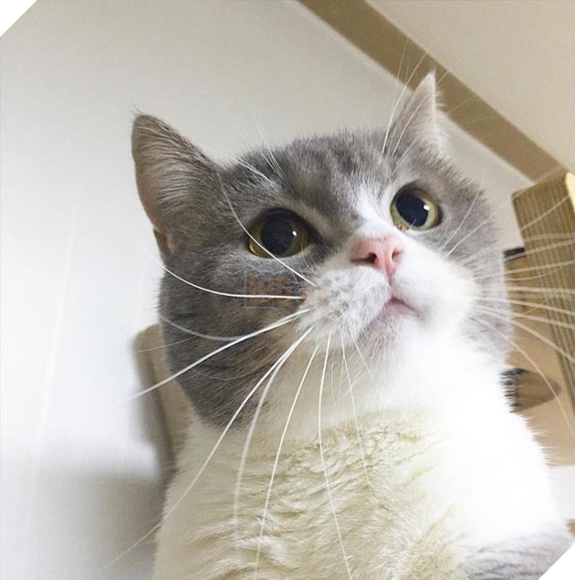 Hoàng thượng mèo đẹp hoàn hảo không góc chết, sen nhìn chỉ muốn gục ngã ngay! 5