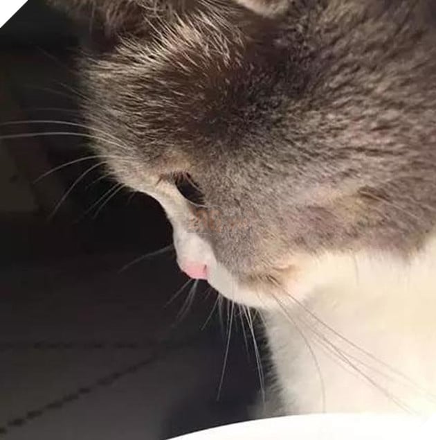 Hoàng thượng mèo đẹp hoàn hảo không góc chết, sen nhìn chỉ muốn gục ngã ngay! 6