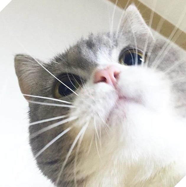 Hoàng thượng mèo đẹp hoàn hảo không góc chết, sen nhìn chỉ muốn gục ngã ngay! 7