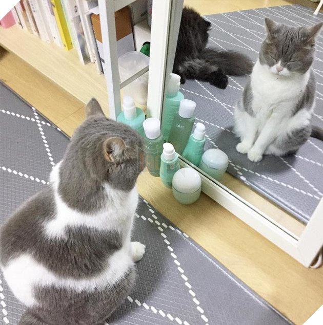 Hoàng thượng mèo đẹp hoàn hảo không góc chết, sen nhìn chỉ muốn gục ngã ngay! 8