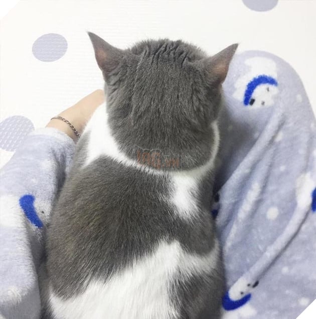 Hoàng thượng mèo đẹp hoàn hảo không góc chết, sen nhìn chỉ muốn gục ngã ngay! 9