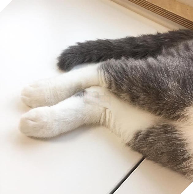 Hoàng thượng mèo đẹp hoàn hảo không góc chết, sen nhìn chỉ muốn gục ngã ngay! 10