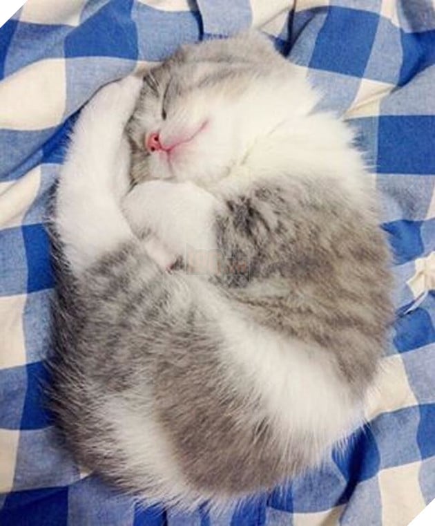 Hoàng thượng mèo đẹp hoàn hảo không góc chết, sen nhìn chỉ muốn gục ngã ngay! 11