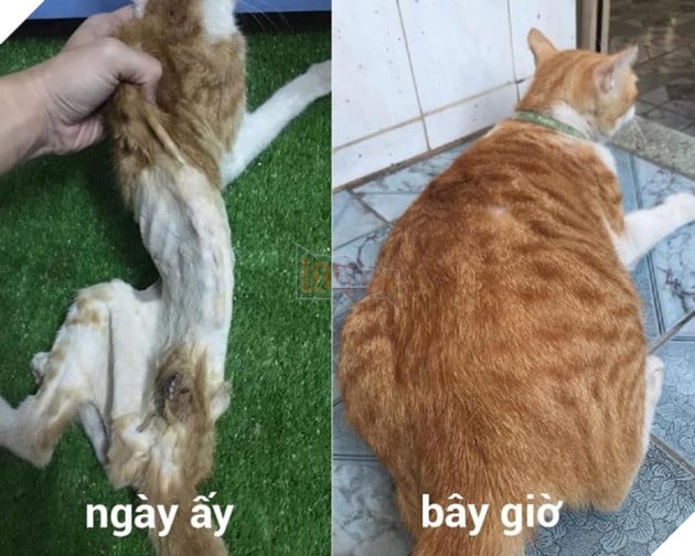 Hành trình hồi phục của bé mèo hoang gầy trơ xương cho đến khi trở thành chú mèo béo ú