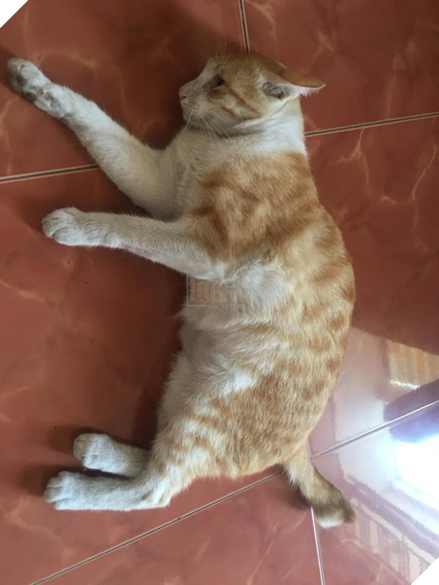 Hành trình hồi phục của bé mèo hoang gầy trơ xương cho đến khi trở thành chú mèo béo ú 3