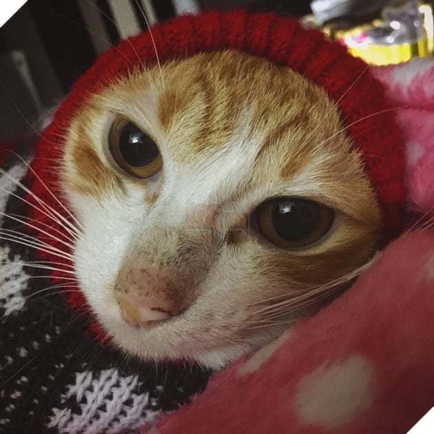 Hành trình hồi phục của bé mèo hoang gầy trơ xương cho đến khi trở thành chú mèo béo ú 5