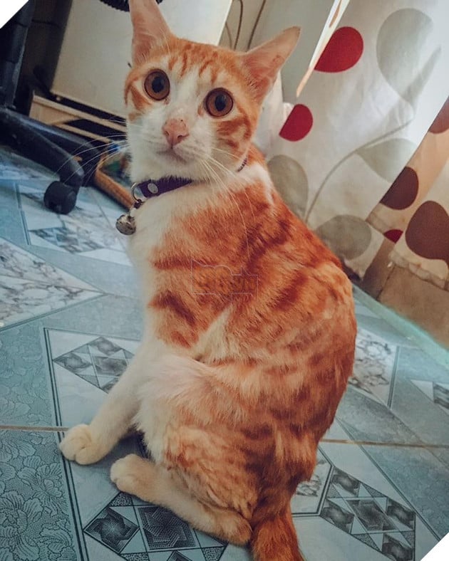 Hành trình hồi phục của bé mèo hoang gầy trơ xương cho đến khi trở thành chú mèo béo ú 4