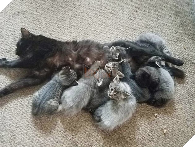 Lạ lùng căn bệnh kỳ lạ khiến bộ lông của các chú mèo con có thể đổi màu