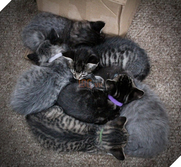 Lạ lùng căn bệnh kỳ lạ khiến bộ lông của các chú mèo con có thể đổi màu 2