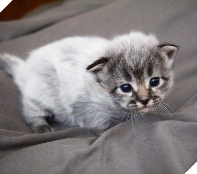 Lạ lùng căn bệnh kỳ lạ khiến bộ lông của các chú mèo con có thể đổi màu 3