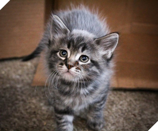 Lạ lùng căn bệnh kỳ lạ khiến bộ lông của các chú mèo con có thể đổi màu 4