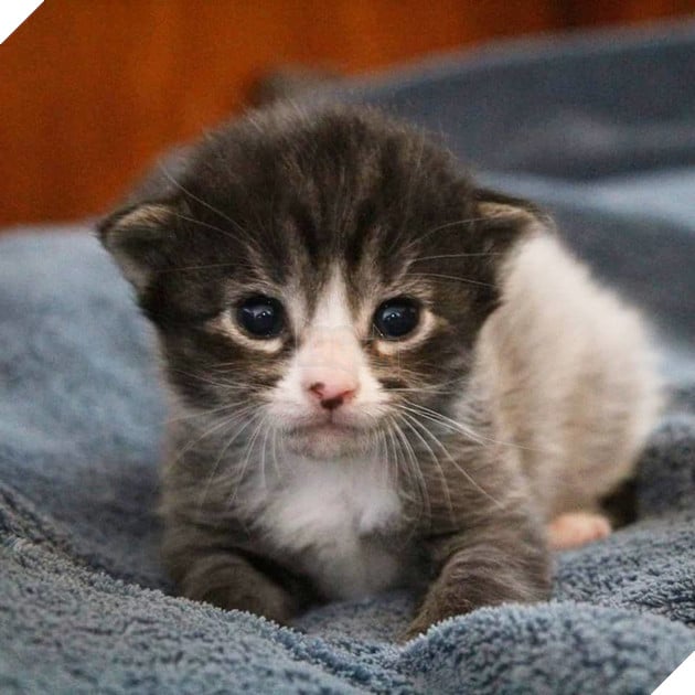 Lạ lùng căn bệnh kỳ lạ khiến bộ lông của các chú mèo con có thể đổi màu 5