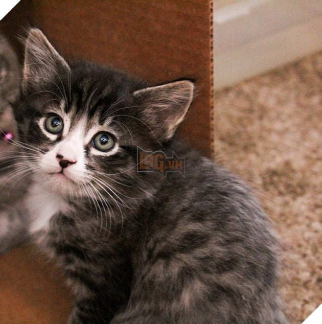 Lạ lùng căn bệnh kỳ lạ khiến bộ lông của các chú mèo con có thể đổi màu 6