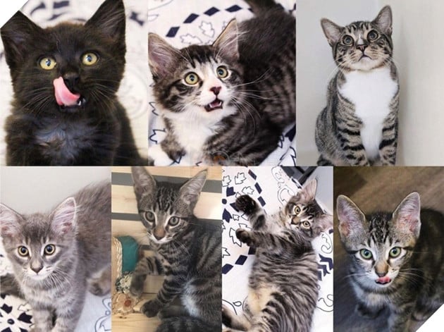 Lạ lùng căn bệnh kỳ lạ khiến bộ lông của các chú mèo con có thể đổi màu 9