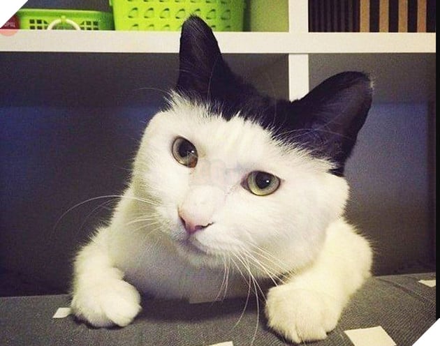 Đang tải xuống... 95%