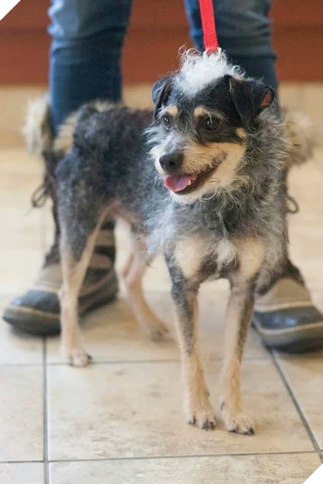 Nếu như bạn tò mò chó lông xù với chó lông mượt kết hợp với nhau sẽ ra thứ gì đây. 