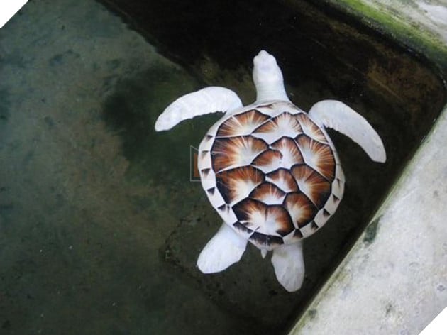 Phải công nhận đây là bé rùa bạch tạng chói lọi nhất mà bạn từng thấy có phải không?