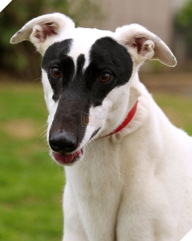 Đây hẳn là thú cưng của Gia Đình Siêu Nhân nè.