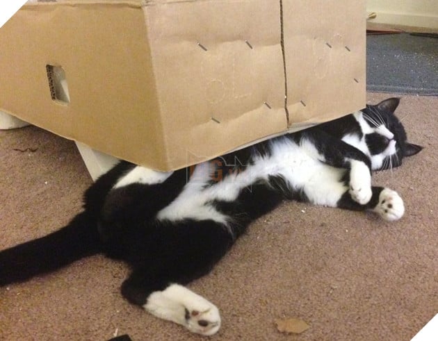 Đâu cần mũi tên để biết chỗ nào là "vùng kín" của mèo ta chứ!