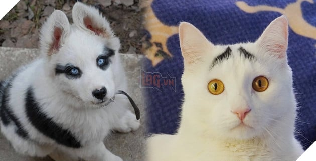 Bất ngờ với vẻ ngoài sai quá sai của những bé thú khiến chúng ta phải thốt lên: Lỗi định mệnh! 