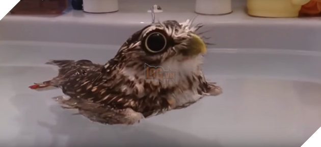 Đây là lí do cú mèo được coi là thú cưng được ưa thích chẳng kém gì các bé chó mèo