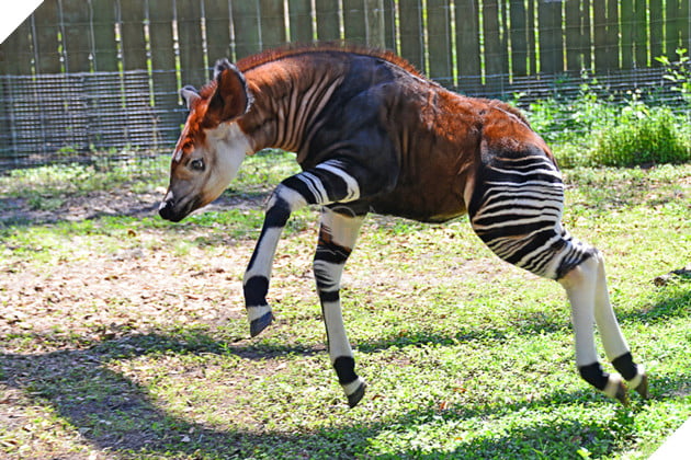Có phải tạo hóa đã tạo ra con khi đang ngái ngủ? 