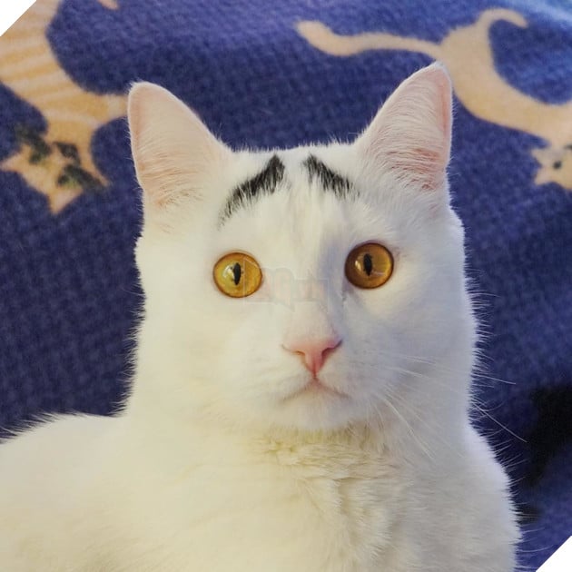 Đâu phải cứ có chân mày lá liễu là đẹp. Như thế này thà không có còn hơn!