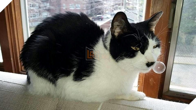 Cười té ghế các khoảnh khắc khi hoàng thượng bị sổ mũi 3