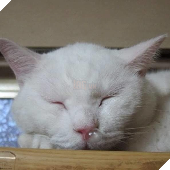 Cười té ghế các khoảnh khắc khi hoàng thượng bị sổ mũi 4