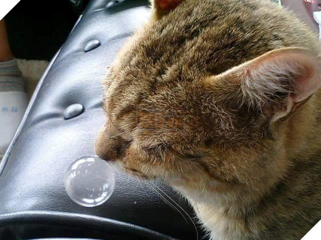 Cười té ghế các khoảnh khắc khi hoàng thượng bị sổ mũi 5