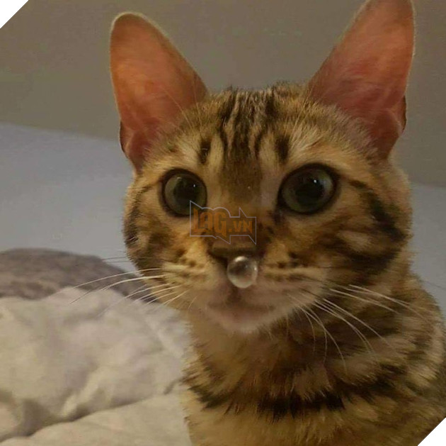 Cười té ghế các khoảnh khắc khi hoàng thượng bị sổ mũi 6