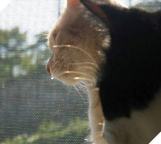 Cười té ghế các khoảnh khắc khi hoàng thượng bị sổ mũi 7