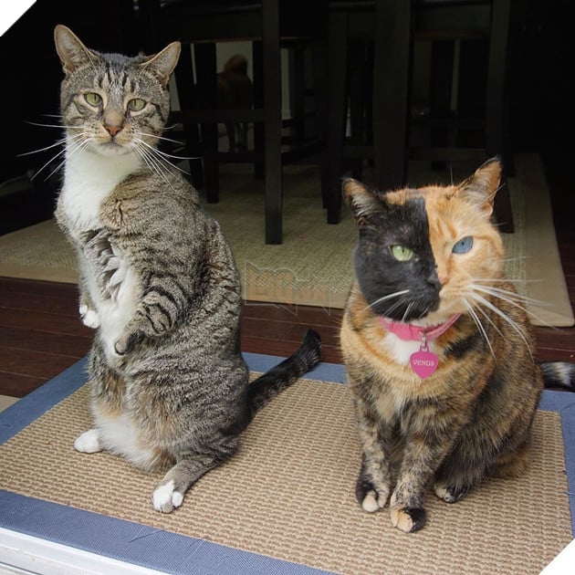 Vui chơi quá đà ngã ụp cả mặt vào bình mực thế kia... May là còn cậu chàng tay hơi cụt, mắt hơi lé chịu chơi với con nhé!