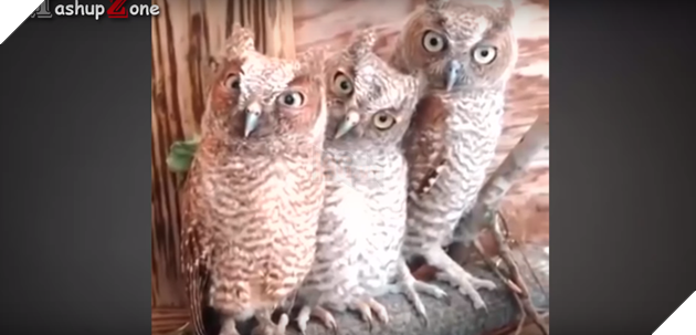 Đây là lí do cú mèo được coi là thú cưng được ưa thích chẳng kém gì các bé chó mèo